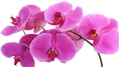 Valentine's Day Orchids & Plants