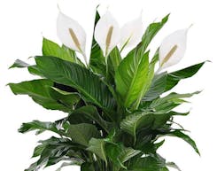 Green Plants