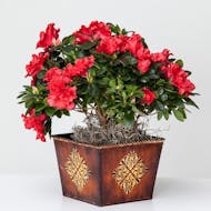 Azalea Plant