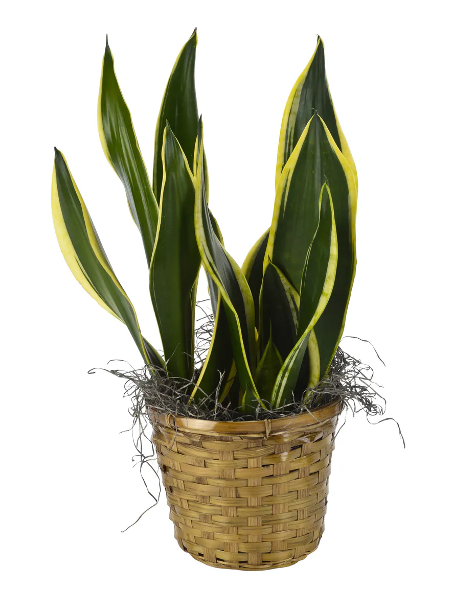 Schefflera Plant, Green Plants Rio Rancho, Plant Gifts Albuquerque NM