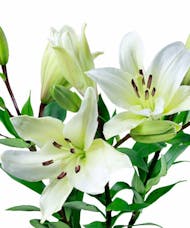 Hybrid Lilies Bulk Flowers