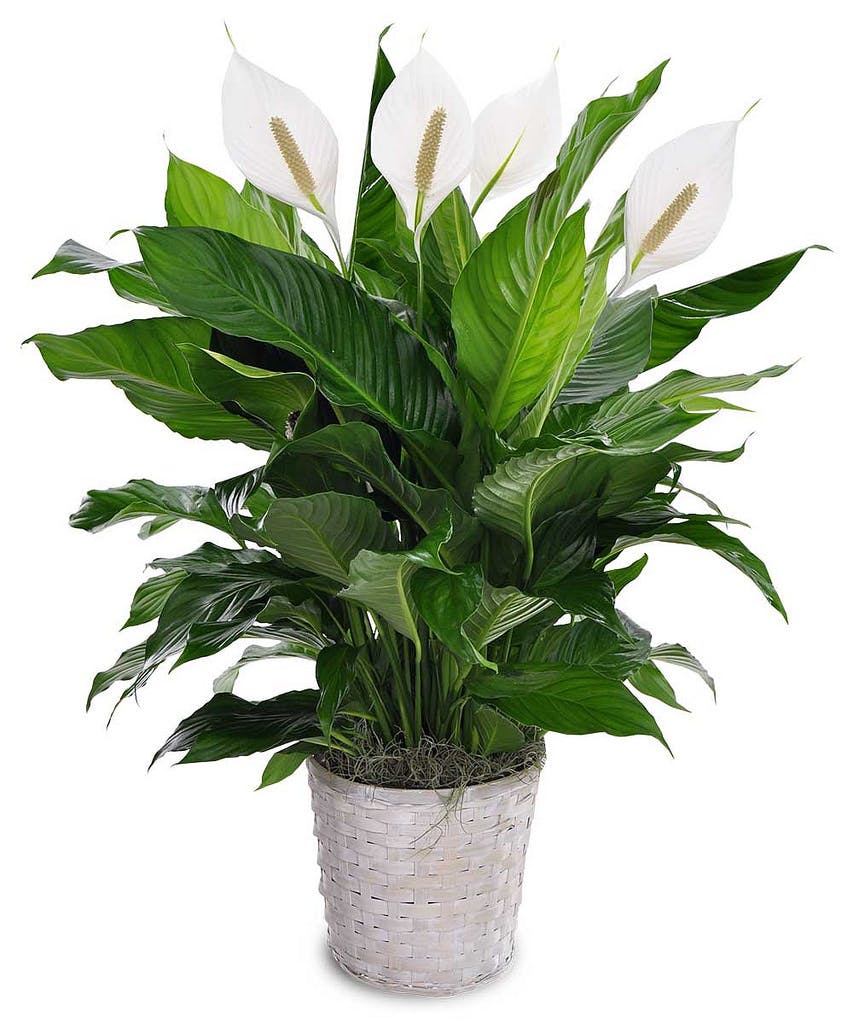 Peace Lily, Green Plants Bernalillo, Spathiphyllum
