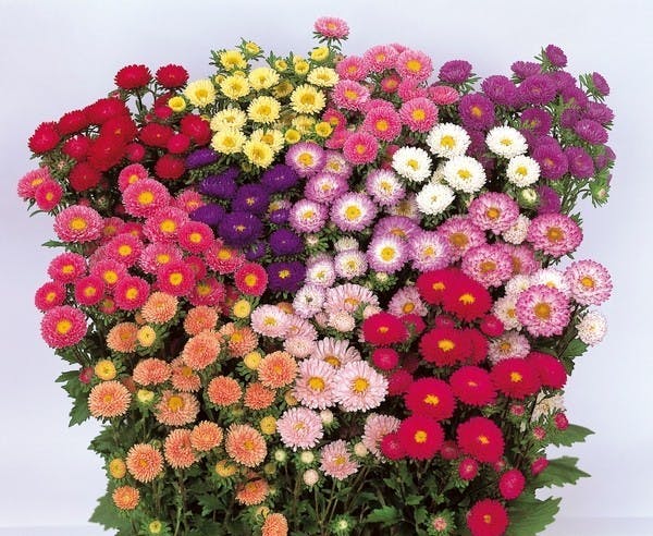 Bulk Aster Matsumoto Lilies & DIY Flower Packages Albuquerque Florist