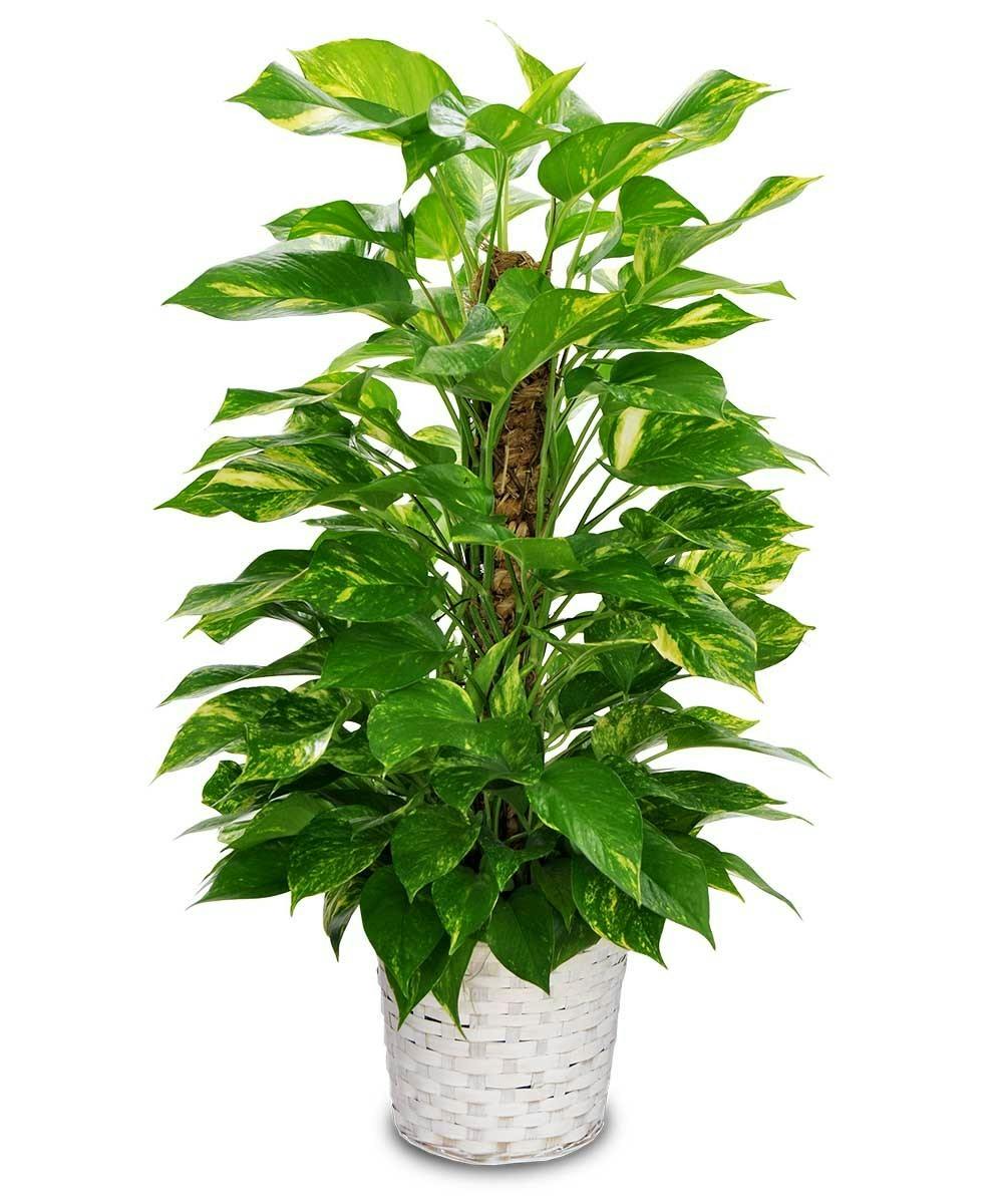 Pothos Plant on a Pole