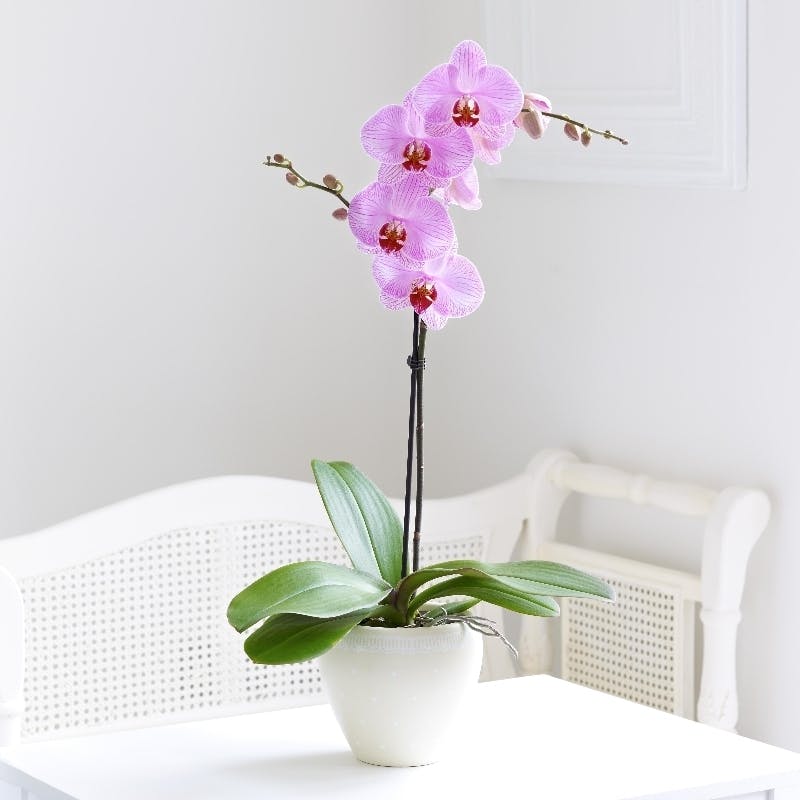 Orchids Albuquerque, NM Sameday Orchid Delivery Albuquerque