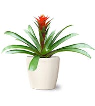 Bromeliad Plant