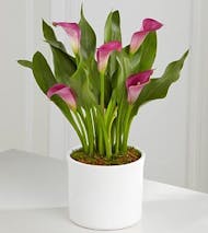 Calla Lily Plant