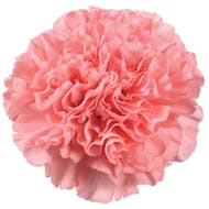 Carnations Packaged Flowers