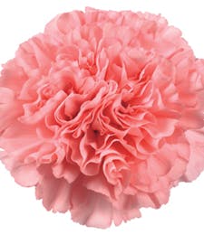 Carnations Packaged Flowers