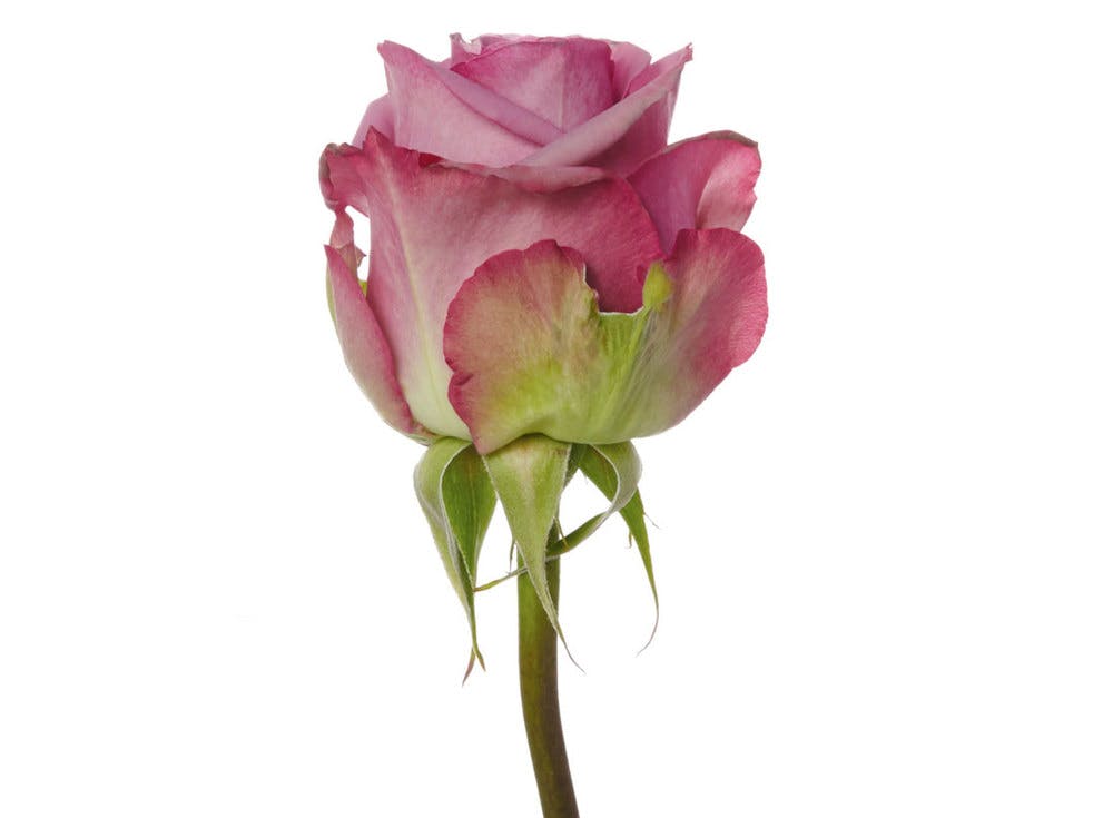 Premium Roses & DIY Flower Packages Albuquerque Florist & Flower Delivery