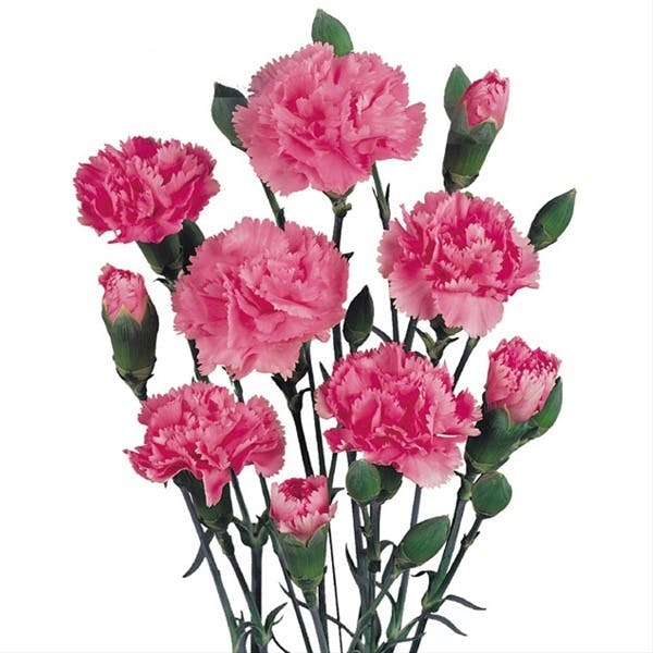Bulk Mini Carnations & DIY Flower Packages Albuquerque Florist