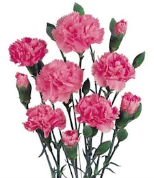 Mini Carnations Packaged Flowers