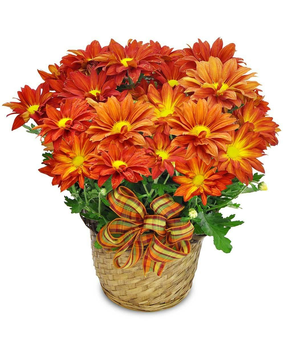 Fall Mum Plant, Chrysanthemum Albuquerque, Daisy Plant Rio Rancho New