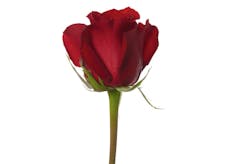 50-60 cm Long Stemmed Roses