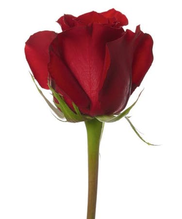 50-60 cm Long Stemmed Roses