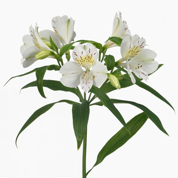 Bulk Alstromeria Lilies & DIY Flower Packages Albuquerque Florist