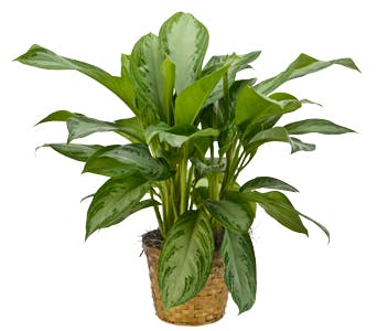 Schefflera Plant, Green Plants Rio Rancho, Plant Gifts Albuquerque NM