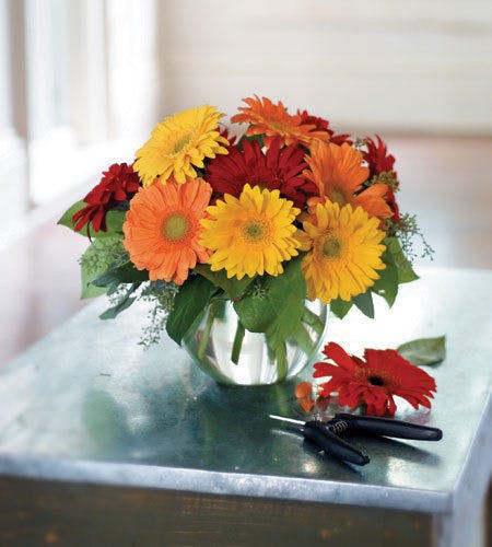 Gerbera Daisy Albuquerque, Daisy Albuquerque, Gerbera Daisies Albuquerque