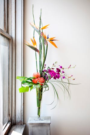 Tropical Flowers Rio Rancho Protea Rio Rancho Dendrobium Orchids Rio Rancho