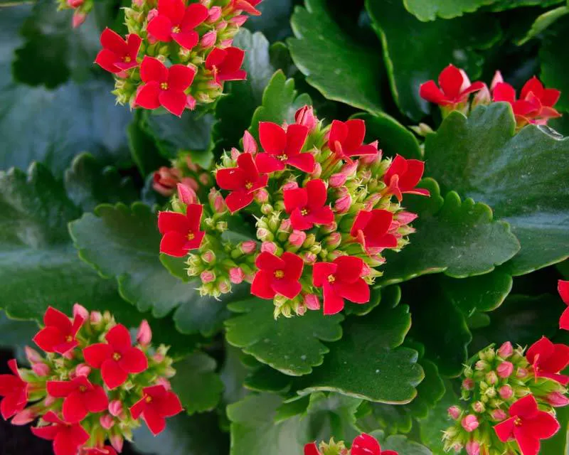 Kalanchoe Plant in Albuquerque, NM Peoples Flowers