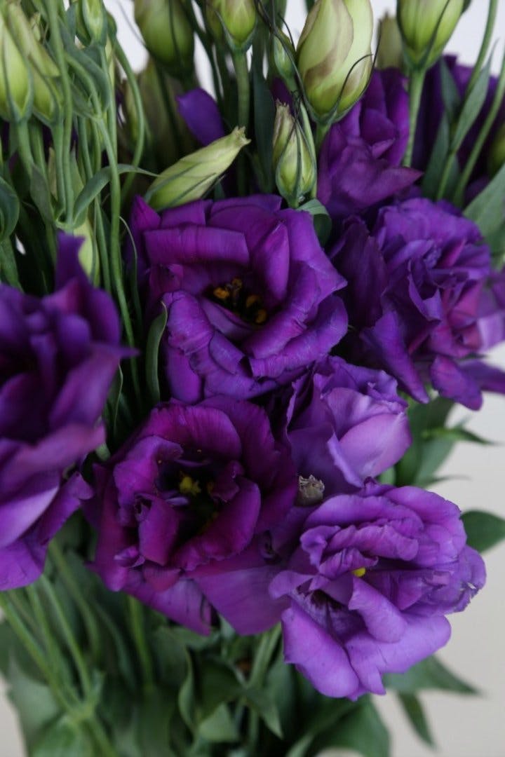 Bulk Lisianthus & DIY Flower Packages Albuquerque Florist & Flower