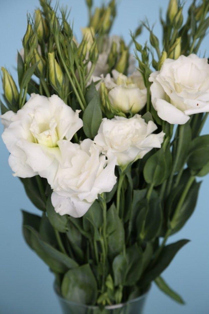 Bulk Lisianthus & DIY Flower Packages Albuquerque Florist & Flower