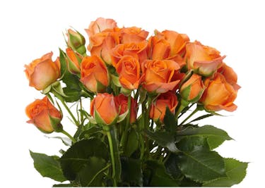 Premium Roses Spray Roses & DIY Flower Packages | Albuquerque Florist