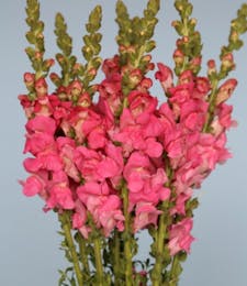 Snapdragon Packaged Flowers