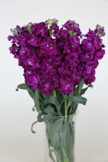 Stock Packaged Flowers