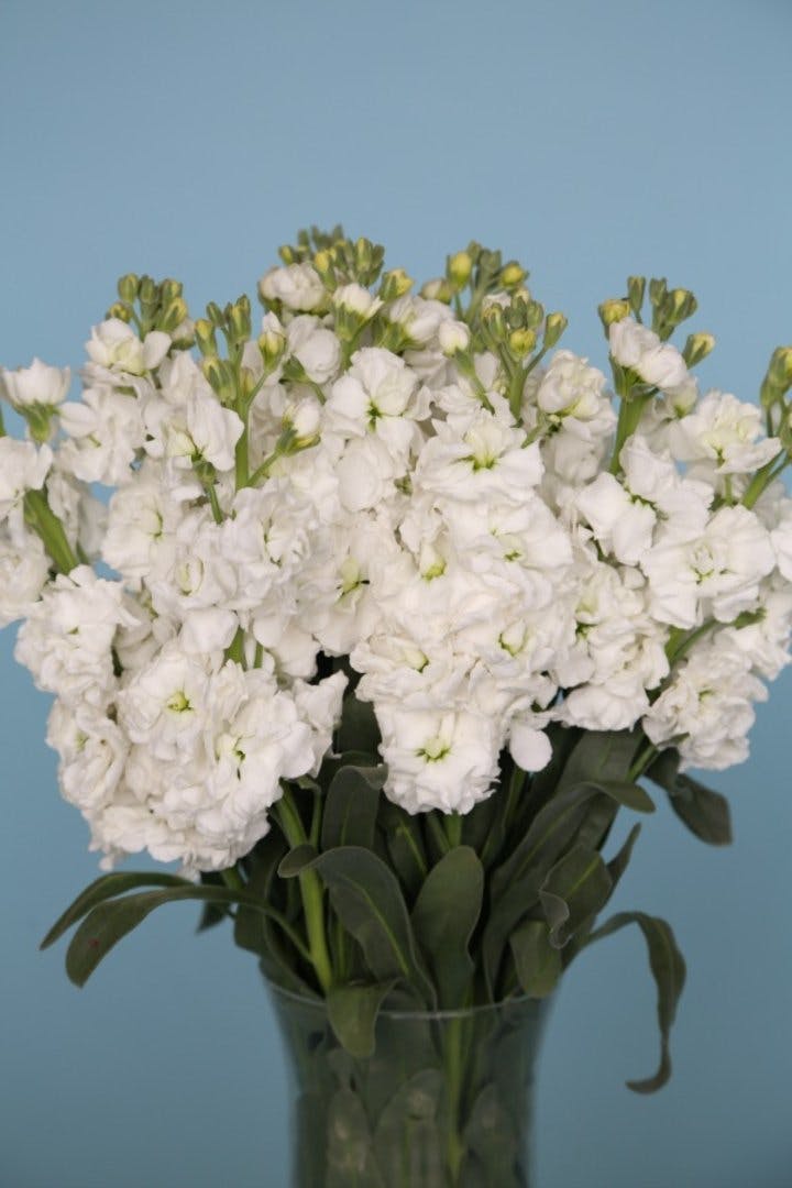 Albuquerque NM Bulk & Batched Flowers Peoples Flowers Shop