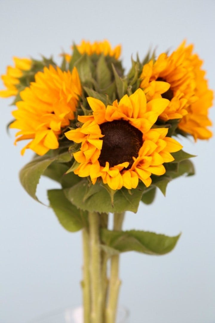 Bulk Sunflowers & DIY Flower Packages Albuquerque Florist & Flower