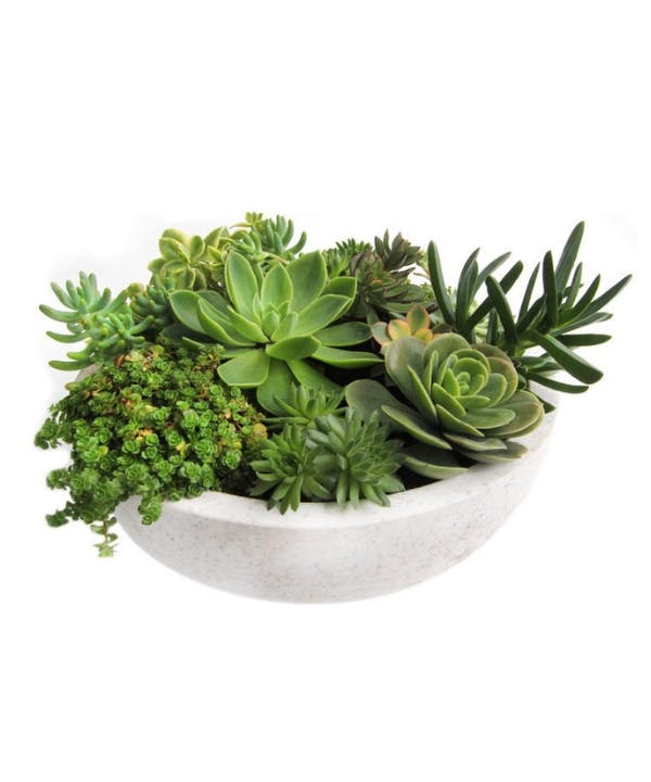 Albuquerque Succulents by People's Flowers - Same-day Delivery