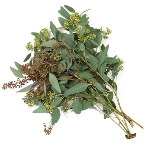 Seeded Eucalyptus Grower's Bunch