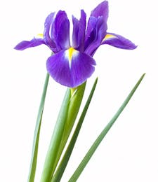 Iris Packaged Flowers