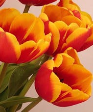 Tulip Packaged Flowers (Greenhouse Grown)
