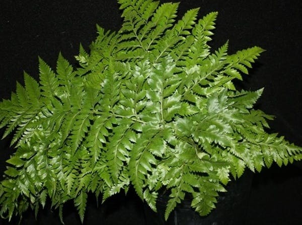 Leather Leaf Packaged Flowers Albuquerque (NM) Plant Delivery