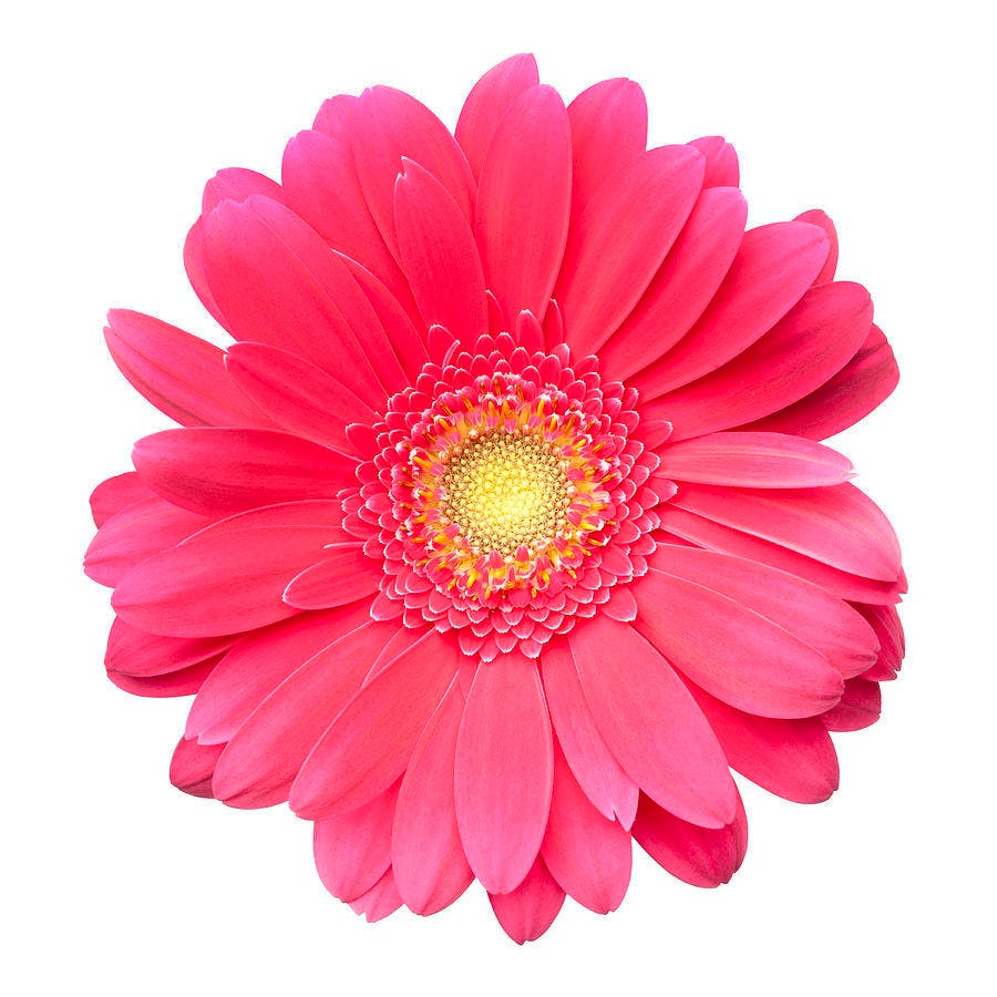 Daisies pictures of pink Types of