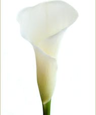 Calla Lily (Mini) Packaged Flowers