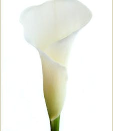 Calla Lily (Mini) Packaged Flowers