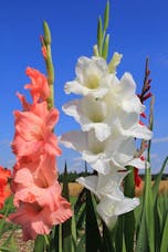 Gladiola Packaged Flowers